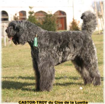 bouvier des flandres du clos de la luette - copyright déposé